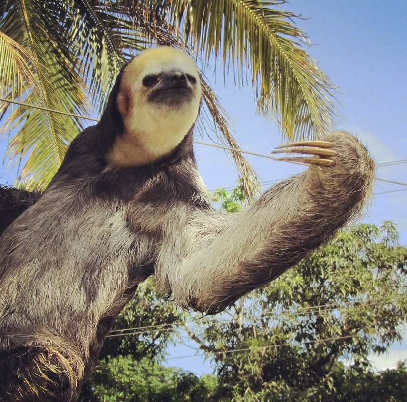 Pale throated sloth hanging from a palm tree; sunny background